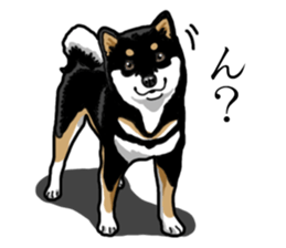Daily Black Shiba Inu sticker #13204550