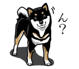 Daily Black Shiba Inu sticker #13204550