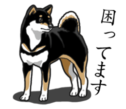 Daily Black Shiba Inu sticker #13204552