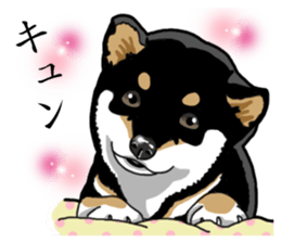 Daily Black Shiba Inu sticker #13204553