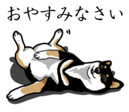 Daily Black Shiba Inu sticker #13204556