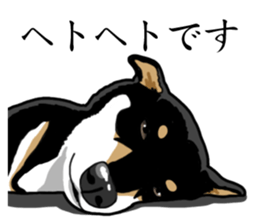 Daily Black Shiba Inu sticker #13204557