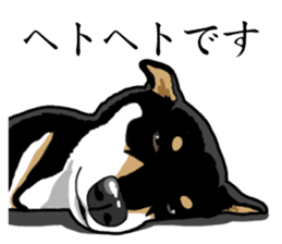 Daily Black Shiba Inu sticker #13204557