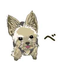 Cutie Yorkshire Terrier sticker #13210156