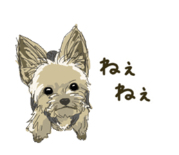 Cutie Yorkshire Terrier sticker #13210157