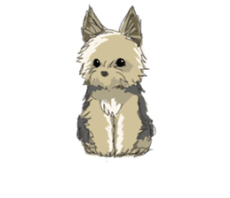 Cutie Yorkshire Terrier sticker #13210158