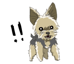 Cutie Yorkshire Terrier sticker #13210160