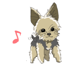 Cutie Yorkshire Terrier sticker #13210162