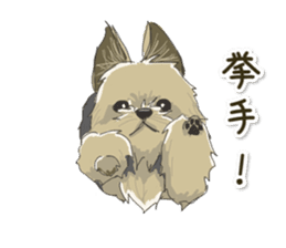 Cutie Yorkshire Terrier sticker #13210166