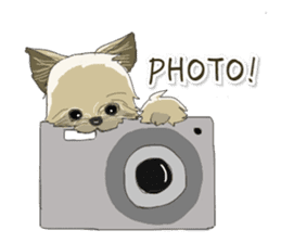Cutie Yorkshire Terrier sticker #13210167