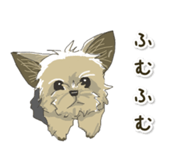 Cutie Yorkshire Terrier sticker #13210168