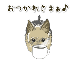 Cutie Yorkshire Terrier sticker #13210170