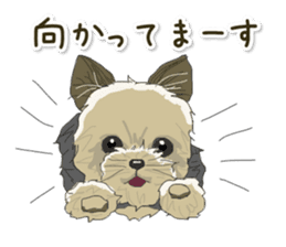 Cutie Yorkshire Terrier sticker #13210171