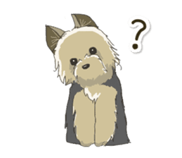 Cutie Yorkshire Terrier sticker #13210179