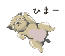 Cutie Yorkshire Terrier sticker #13210182