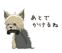 Cutie Yorkshire Terrier sticker #13210184
