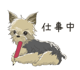 Cutie Yorkshire Terrier sticker #13210185