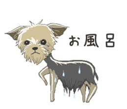 Cutie Yorkshire Terrier sticker #13210187