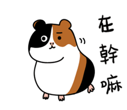 Guinea pig A Bu Lu sticker #13216160