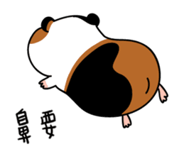 Guinea pig A Bu Lu sticker #13216176