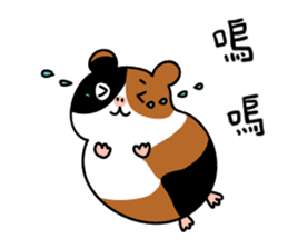 Guinea pig A Bu Lu sticker #13216181