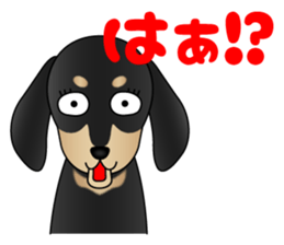 The Dachshund Black and Tan stickers sticker #13222668
