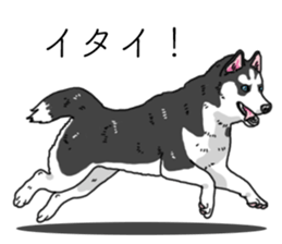 Daily Siberian husky invective sticker #13232399