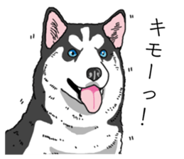 Daily Siberian husky invective sticker #13232402