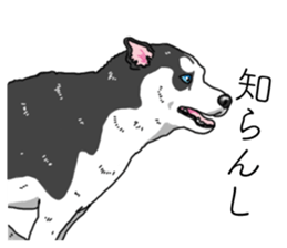 Daily Siberian husky invective sticker #13232404