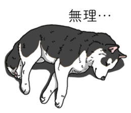 Daily Siberian husky invective sticker #13232407