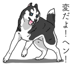 Daily Siberian husky invective sticker #13232408