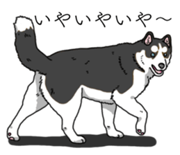 Daily Siberian husky invective sticker #13232409