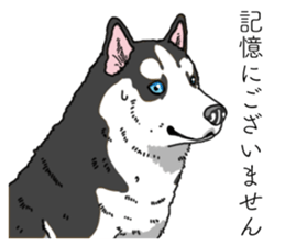 Daily Siberian husky invective sticker #13232410