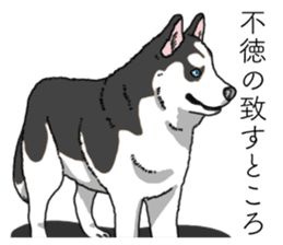 Daily Siberian husky invective sticker #13232412