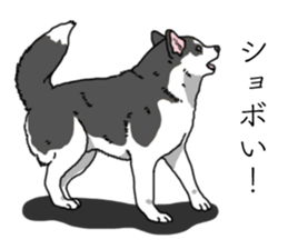 Daily Siberian husky invective sticker #13232414