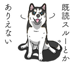 Daily Siberian husky invective sticker #13232415