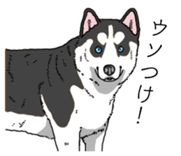 Daily Siberian husky invective sticker #13232416