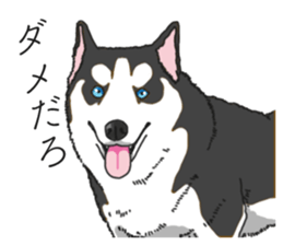 Daily Siberian husky invective sticker #13232419