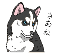 Daily Siberian husky invective sticker #13232420