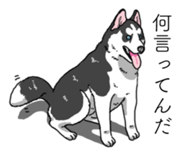 Daily Siberian husky invective sticker #13232424