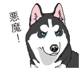 Daily Siberian husky invective sticker #13232425