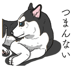 Daily Siberian husky invective sticker #13232428