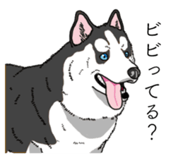 Daily Siberian husky invective sticker #13232429