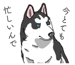 Daily Siberian husky invective sticker #13232430