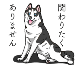 Daily Siberian husky invective sticker #13232431