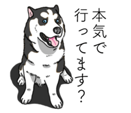 Daily Siberian husky invective sticker #13232432