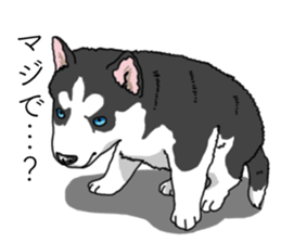 Daily Siberian husky invective sticker #13232435