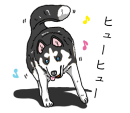 Daily Siberian husky invective sticker #13232437
