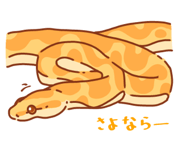 Adorable CornSnake sticker #13236988