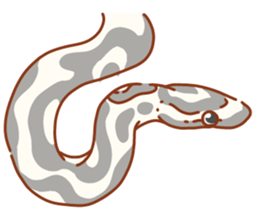 Adorable CornSnake sticker #13236997